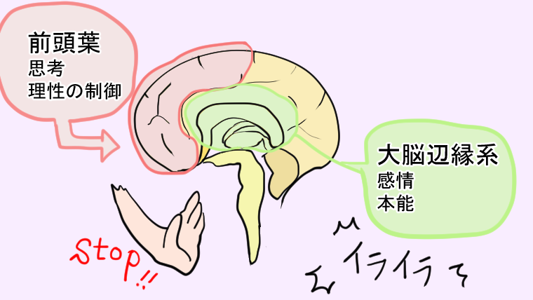 脳のしくみ：前頭葉の機能
